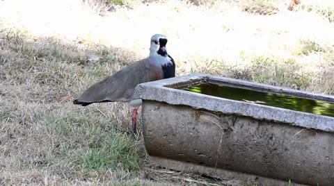 Lapwings in the park_ 4351 Stock Footage 38605164