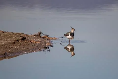 Lapwings reflection Stock Photos