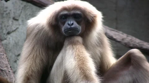 Lar Gibbon facing camera medium shot Stock Footage 51425013