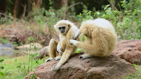 Lar gibbon Stock Footage 143810073