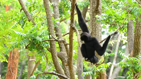Lar gibbon Stock Footage 143810302