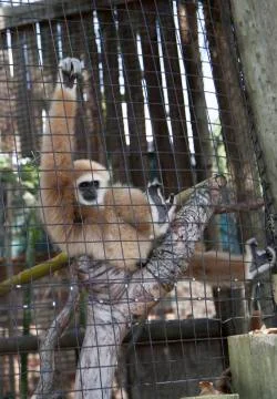 Lar Gibbon Stock Photos
