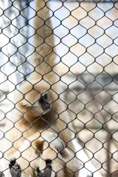 Lar Gibbon Stock Photos