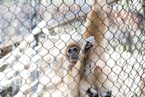 Lar Gibbon Stock Photos