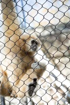Lar Gibbon Stock Photos