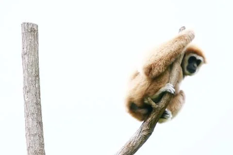 Lar Gibbon on the tree Stock Photos