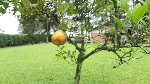 Laranja no pé Stock Footage 84737271