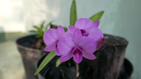 Larat orchid 1 Stock Footage 207764688