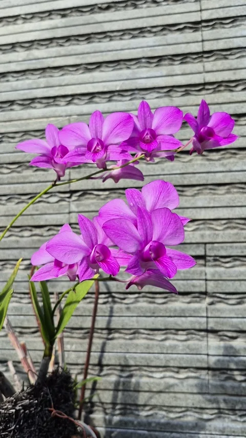 Larat Orchid Stock Footage 313580698