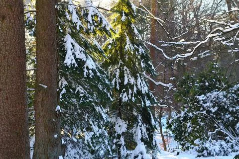 Larch and pine trees in wintertime, covered with snow with warm sunlight Stock Photos