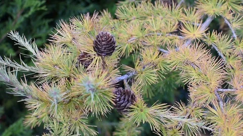Larch in the autumn  스톡 동영상 96315863