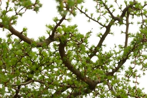 Larch background Stock Photos
