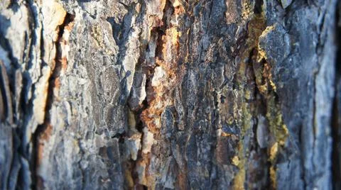 Larch bark background, resin on tree bark Stock Photos