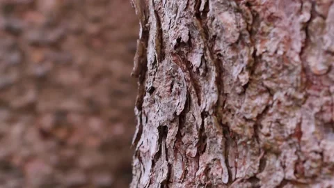 Larch bark side view crane-up higher part Stock-Footage 152831561