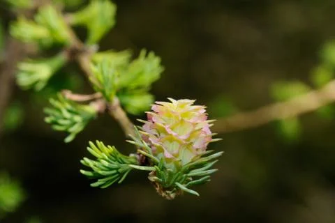 Larch blossom Stock Photos