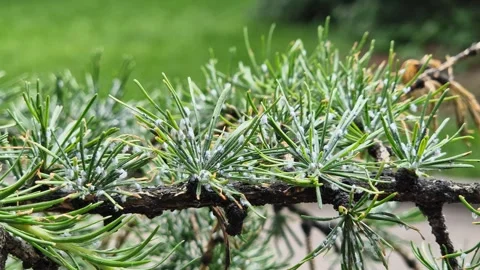 A larch branch affected by the larch hermes 库存影片 336380775