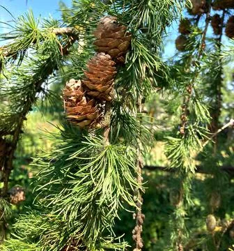 Larch branch with cones. Stock Photos