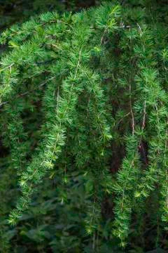 A larch branch Stock Photos