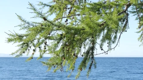 A larch branch with small cones sways over the blue surface of Lake Baikal. Stock Footage 292512900