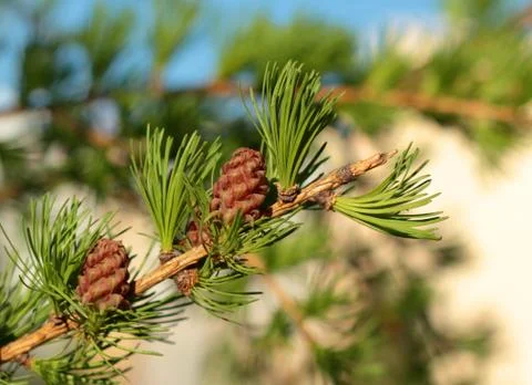 Larch branch with two cones Stock Photos