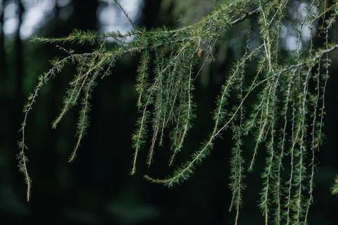 Larch branches close-up on a dark background Stock Photos