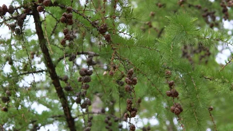 Larch branches with cones. Stock Footage 91133642