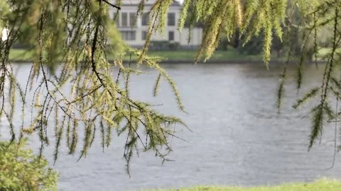 Larch branches Stock Footage 146636134