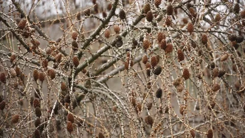 Larch branches Stock Footage 151604437
