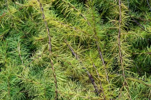 Larch branches in full frame Stock Photos