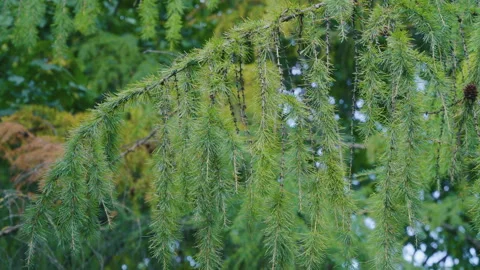 Larch branches with green needles, small dark cones, and sunlight filtering Stock Footage 317931326