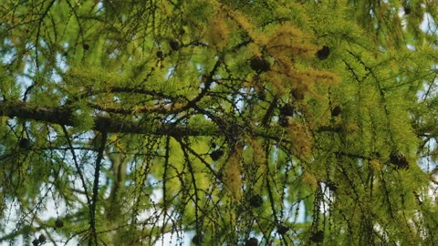 Larch branches with green needles, small dark cones, and sunlight filtering Stock Footage 317931443