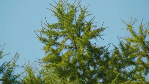 Larch branches with green needles, small dark cones, and sunlight filtering Stock Footage 317931469