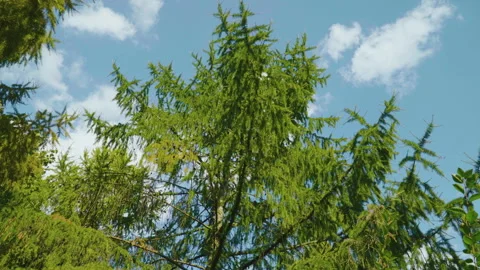 Larch branches with green needles, small dark cones, and sunlight filtering Stock Footage 319475766