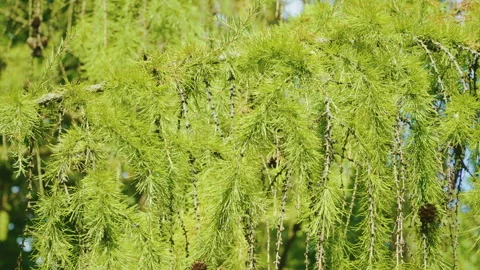 Larch branches with green needles, small dark cones, and sunlight filtering Stock Footage 319475797