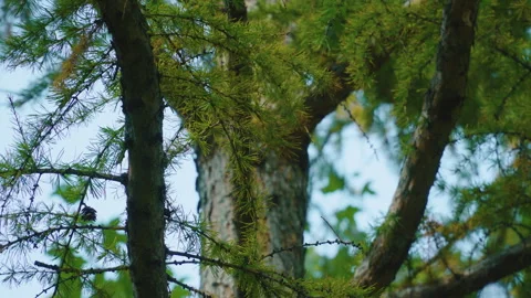 Larch branches with green needles, small dark cones, and sunlight filtering Stock Footage 319475913