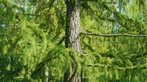 Larch branches with green needles, small dark cones, and sunlight filtering Stock Footage 319475939