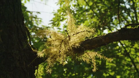 Larch branches with green needles, small dark cones, and sunlight filtering Stock Footage 319476086
