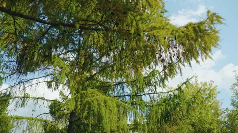 Larch branches with green needles, small dark cones, and sunlight filtering Stock Footage 320108662