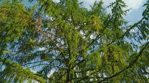 Larch branches with green needles, small dark cones, and sunlight filtering Stock Footage 320108938