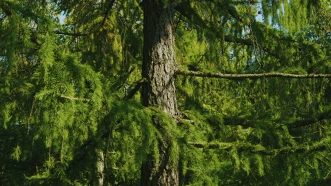 Larch branches with green needles, small dark cones, and sunlight filtering Stock Footage 320109091
