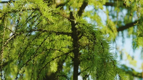 Larch branches with green needles, small dark cones, and sunlight filtering Stock Footage 320109544