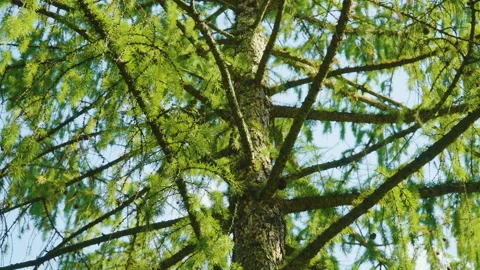Larch branches with green needles, small dark cones, and sunlight filtering Stock Footage 320359619