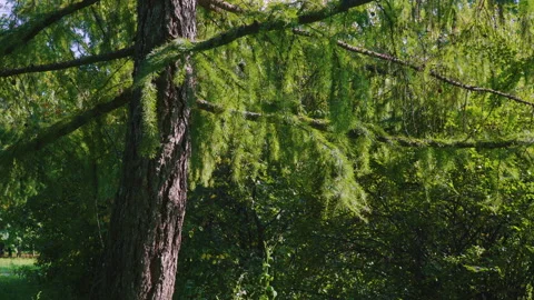 Larch branches with green needles, small dark cones, and sunlight filtering Stock Footage 320359801