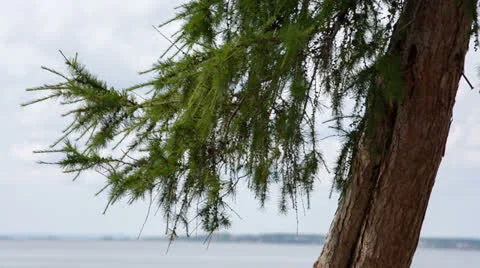 Larch branches macro. Shot in RAW, wide dynamic range 库存影片 27087837