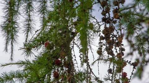 Larch branches macro. Shot in RAW, wide dynamic range Vidéo 27087915