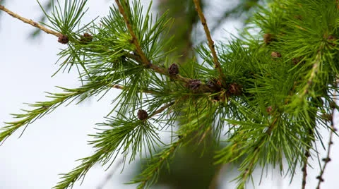 Larch branches macro. Shot in RAW, wide dynamic range 動画素材 27088032