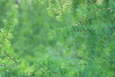 Larch branches in spring in a backlight Stock Photos