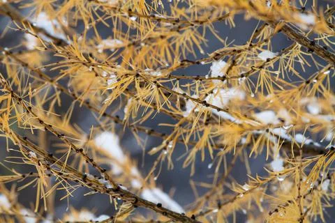 Larch branches with yellow needles Stock Photos