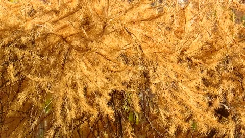 Larch branches with yellowed needles in the wind Stock Footage 164055454