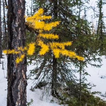 Larch brunch Stock Photos
